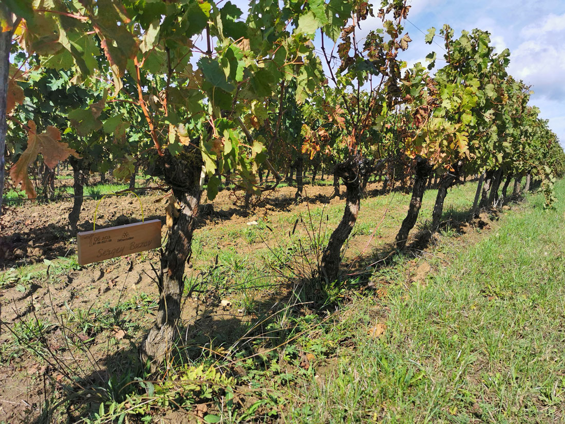 Виноградник на урожай